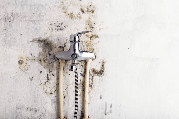 Professional Mold Removal in Druid Hills, GA