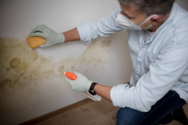 Best Emergency Mold Removal  in Druid Hills, GA