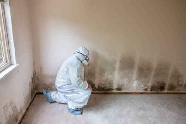 Best Attic Mold Removal  in Druid Hills, GA