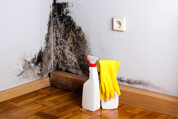 Best Mold Removal Company Near Me  in Druid Hills, GA