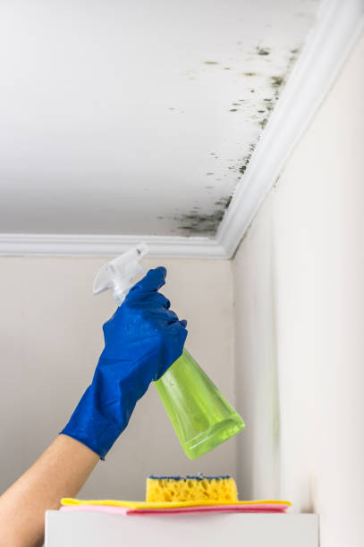 Best Toxic Mold Removal  in Druid Hills, GA